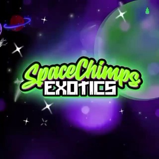 Телеграм канал chimps_exotics